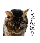 大きくて威厳に満ちた猫（個別スタンプ：9）