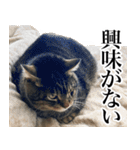 大きくて威厳に満ちた猫（個別スタンプ：16）