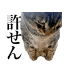 大きくて威厳に満ちた猫（個別スタンプ：20）