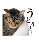 大きくて威厳に満ちた猫（個別スタンプ：21）