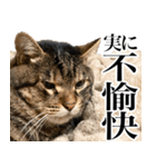 大きくて威厳に満ちた猫（個別スタンプ：26）