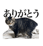 大きくて威厳に満ちた猫（個別スタンプ：31）