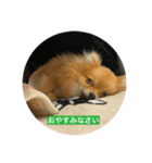 世界一かわいいポメラニアン①（個別スタンプ：3）