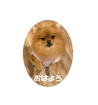 世界一かわいいポメラニアン①（個別スタンプ：4）
