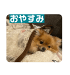 世界一かわいいポメラニアン①（個別スタンプ：5）
