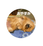 世界一かわいいポメラニアン①（個別スタンプ：6）