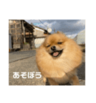 世界一かわいいポメラニアン①（個別スタンプ：8）