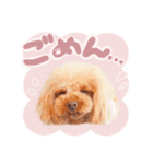 【修正版】アネミルスタンプ（個別スタンプ：3）