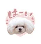 【修正版】アネミルスタンプ（個別スタンプ：5）