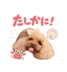 【修正版】アネミルスタンプ（個別スタンプ：10）