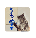 うるめです（個別スタンプ：7）