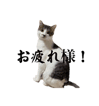 うちのいぬねこスタンプ。（個別スタンプ：4）