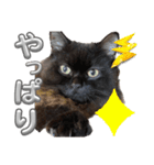 黒猫 ルナ院長105にゃんめ（個別スタンプ：6）