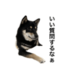 BREAKING WAON（柴犬）〜バン仲村Ver.〜（個別スタンプ：1）
