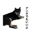 BREAKING WAON（柴犬）〜バン仲村Ver.〜（個別スタンプ：2）