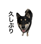 BREAKING WAON（柴犬）〜バン仲村Ver.〜（個別スタンプ：3）