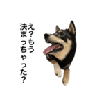 BREAKING WAON（柴犬）〜バン仲村Ver.〜（個別スタンプ：4）