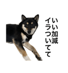 BREAKING WAON（柴犬）〜バン仲村Ver.〜（個別スタンプ：5）