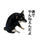 BREAKING WAON（柴犬）〜バン仲村Ver.〜（個別スタンプ：6）