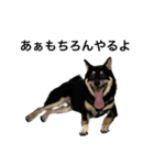 BREAKING WAON（柴犬）〜バン仲村Ver.〜（個別スタンプ：8）