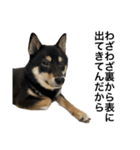 BREAKING WAON（柴犬）〜バン仲村Ver.〜（個別スタンプ：9）