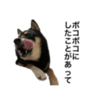 BREAKING WAON（柴犬）〜バン仲村Ver.〜（個別スタンプ：10）
