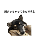 BREAKING WAON（柴犬）〜バン仲村Ver.〜（個別スタンプ：11）