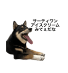 BREAKING WAON（柴犬）〜バン仲村Ver.〜（個別スタンプ：12）