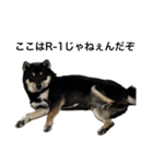 BREAKING WAON（柴犬）〜バン仲村Ver.〜（個別スタンプ：13）