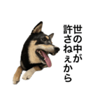 BREAKING WAON（柴犬）〜バン仲村Ver.〜（個別スタンプ：15）