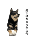 BREAKING WAON（柴犬）〜バン仲村Ver.〜（個別スタンプ：19）