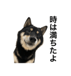 BREAKING WAON（柴犬）〜バン仲村Ver.〜（個別スタンプ：20）