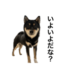 BREAKING WAON（柴犬）〜バン仲村Ver.〜（個別スタンプ：21）