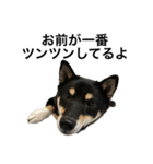 BREAKING WAON（柴犬）〜バン仲村Ver.〜（個別スタンプ：22）