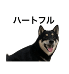 BREAKING WAON（柴犬）〜バン仲村Ver.〜（個別スタンプ：23）