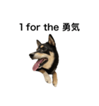 BREAKING WAON（柴犬）〜バン仲村Ver.〜（個別スタンプ：24）