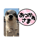 チワワと家族連絡用②（個別スタンプ：3）