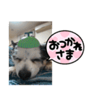 チワワと家族連絡用②（個別スタンプ：4）