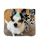 チワワと家族連絡用②（個別スタンプ：7）