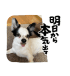チワワと家族連絡用②（個別スタンプ：8）