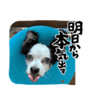 チワワと家族連絡用②（個別スタンプ：9）