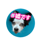 チワワと家族連絡用②（個別スタンプ：14）