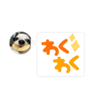 チワワと家族連絡用②（個別スタンプ：22）