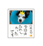 チワワと家族連絡用②（個別スタンプ：24）