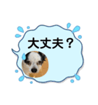 チワワと家族連絡用②（個別スタンプ：28）
