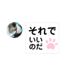 チワワと家族連絡用②（個別スタンプ：30）