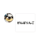 チワワと家族連絡用②（個別スタンプ：31）