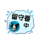 チワワと家族連絡用②（個別スタンプ：32）