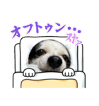 チワワと家族連絡用②（個別スタンプ：33）