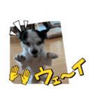 チワワと家族連絡用②（個別スタンプ：34）